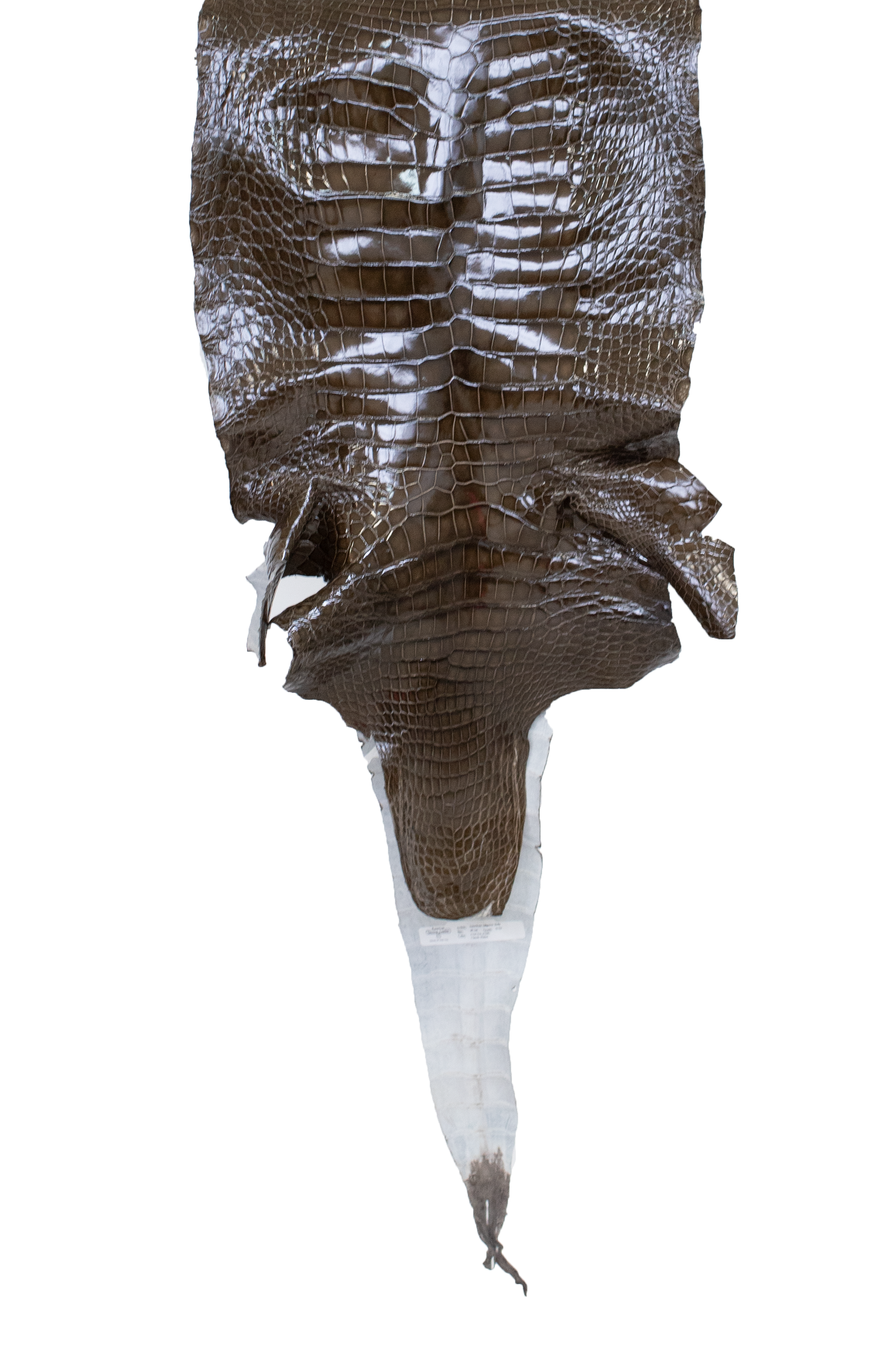 45 cm Grade 2/3 Cocoa Glazed Wild American Alligator Leather - Tag: LA17-0013652