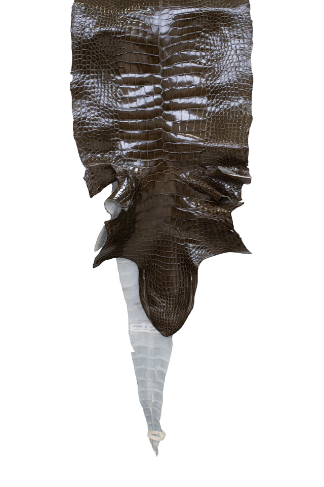41 cm Grade 3/4 Cocoa Glazed Wild American Alligator Leather - Tag: LA17-0019051