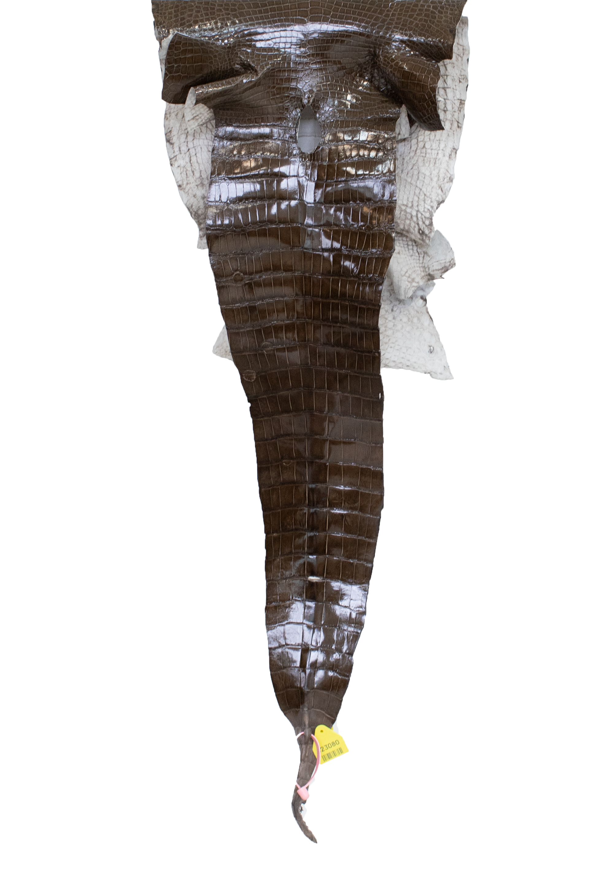 38 cm Grade 2/3 Cocoa Glazed Wild American Alligator Leather - Tag: LA15-0051081