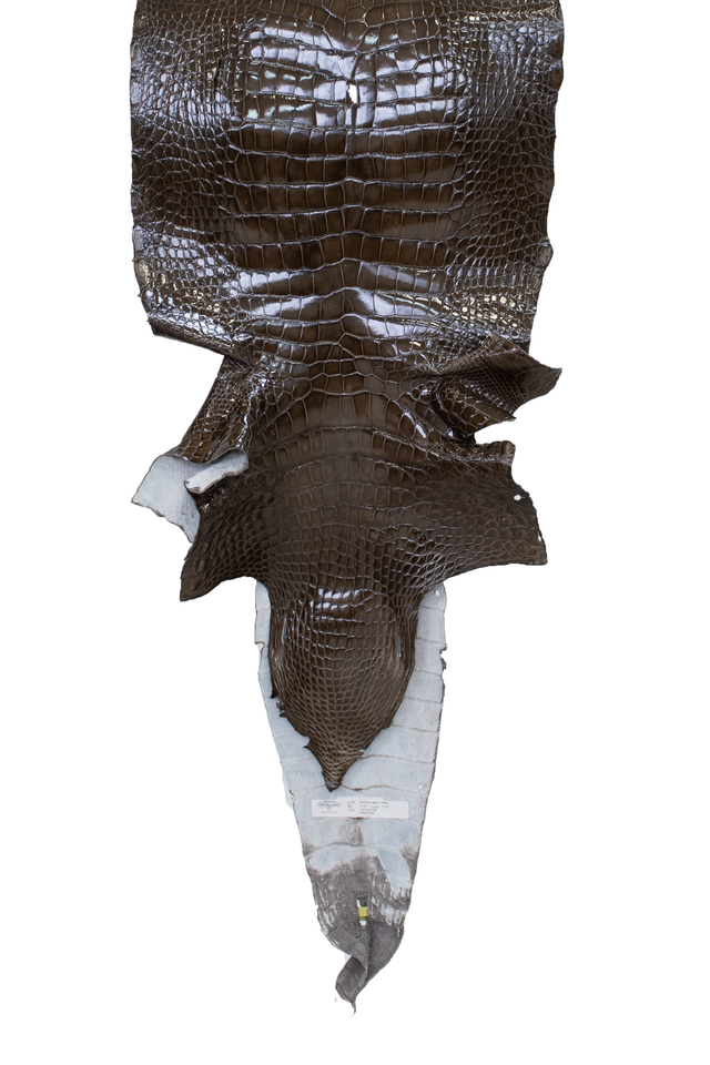 41 cm Grade 2/3 Cocoa Glazed Wild American Alligator Leather - Tag: LA19-0031761