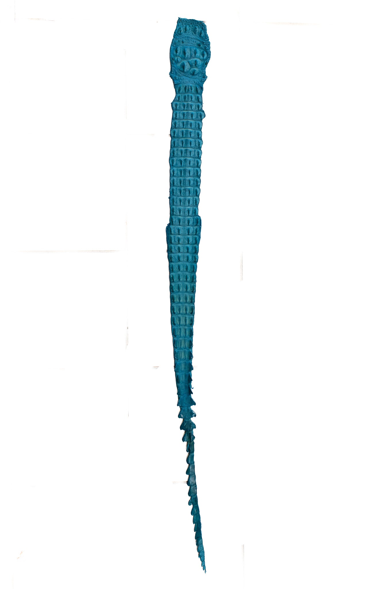90-99 cm Grade 1 Crystal Blue Matte Nile Crocodile Backstrap Leather