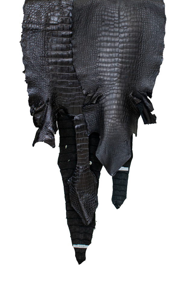 REJECTS | 51-68 cm Grade 4/5 Black Matte Wild American Alligator Leather