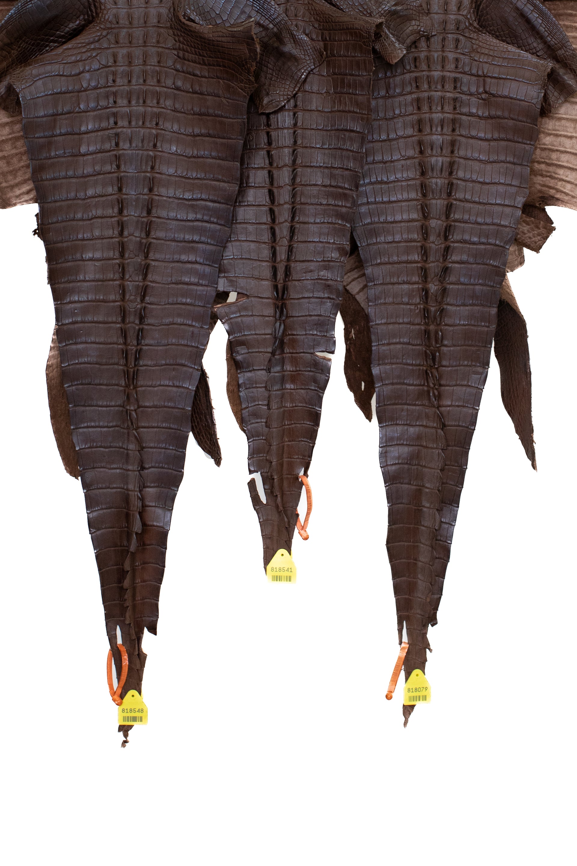 35/39 cm Grade 1 Chocolate Matte Wild Hornback American Alligator Leather