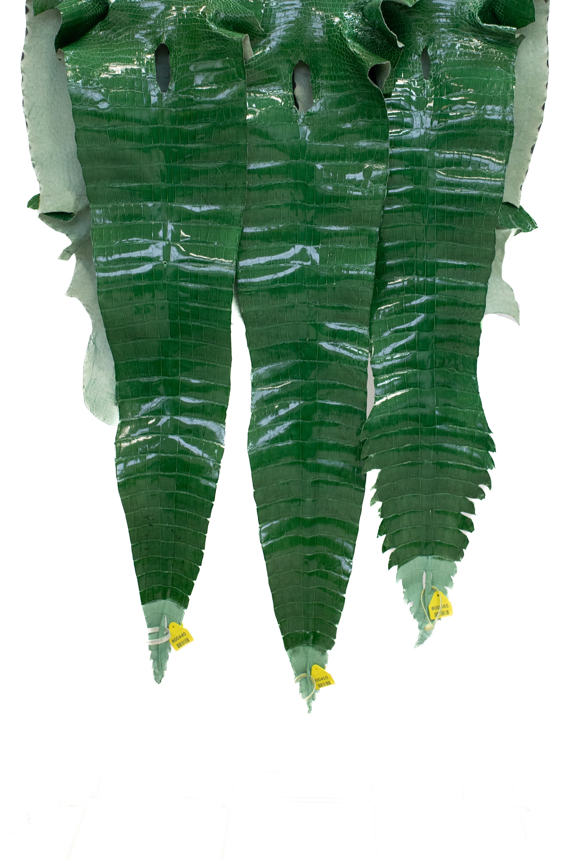 CLOSEOUT | 43-47 cm Grade 3/4 Or Better Grass Green Glazed American Alligator Leather