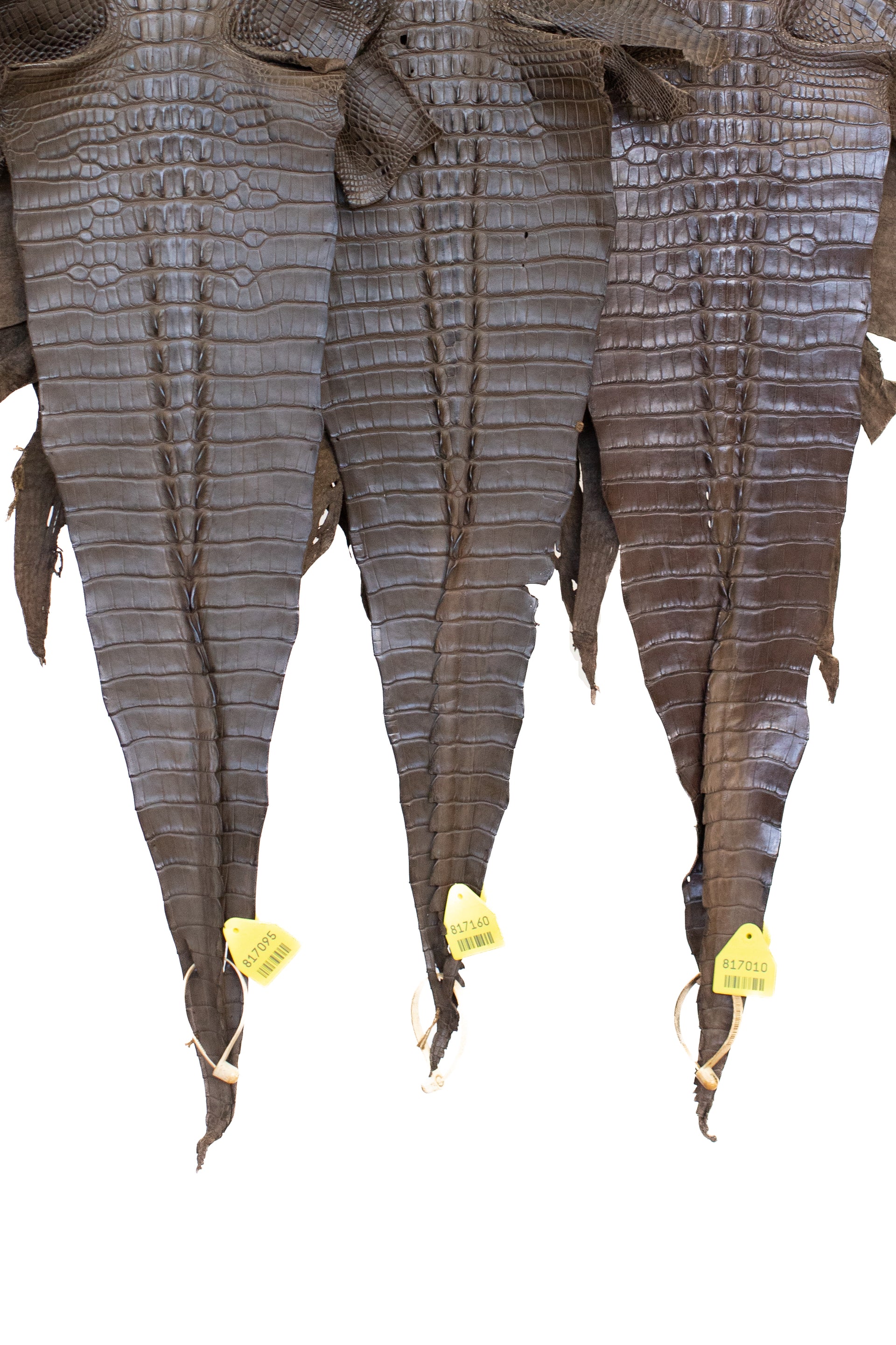 30/34 cm Grade 1 Nicotine Matte Farm Raised Hornback American Alligator Leather