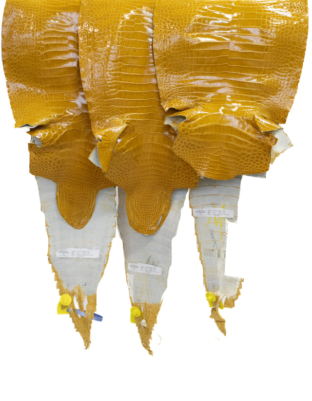 CLOSEOUT | 33-38 cm Grade 3/4 Or Better Yellow Glazed American Alligator Leather