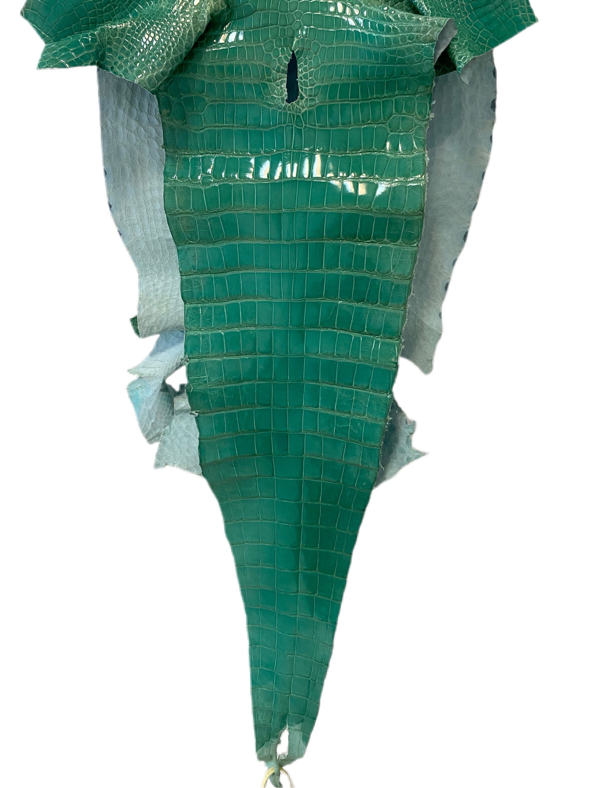 42 cm Grade 2/3 Seafoam Green Glazed Wild American Alligator Leather - Tag: LA16-0040294