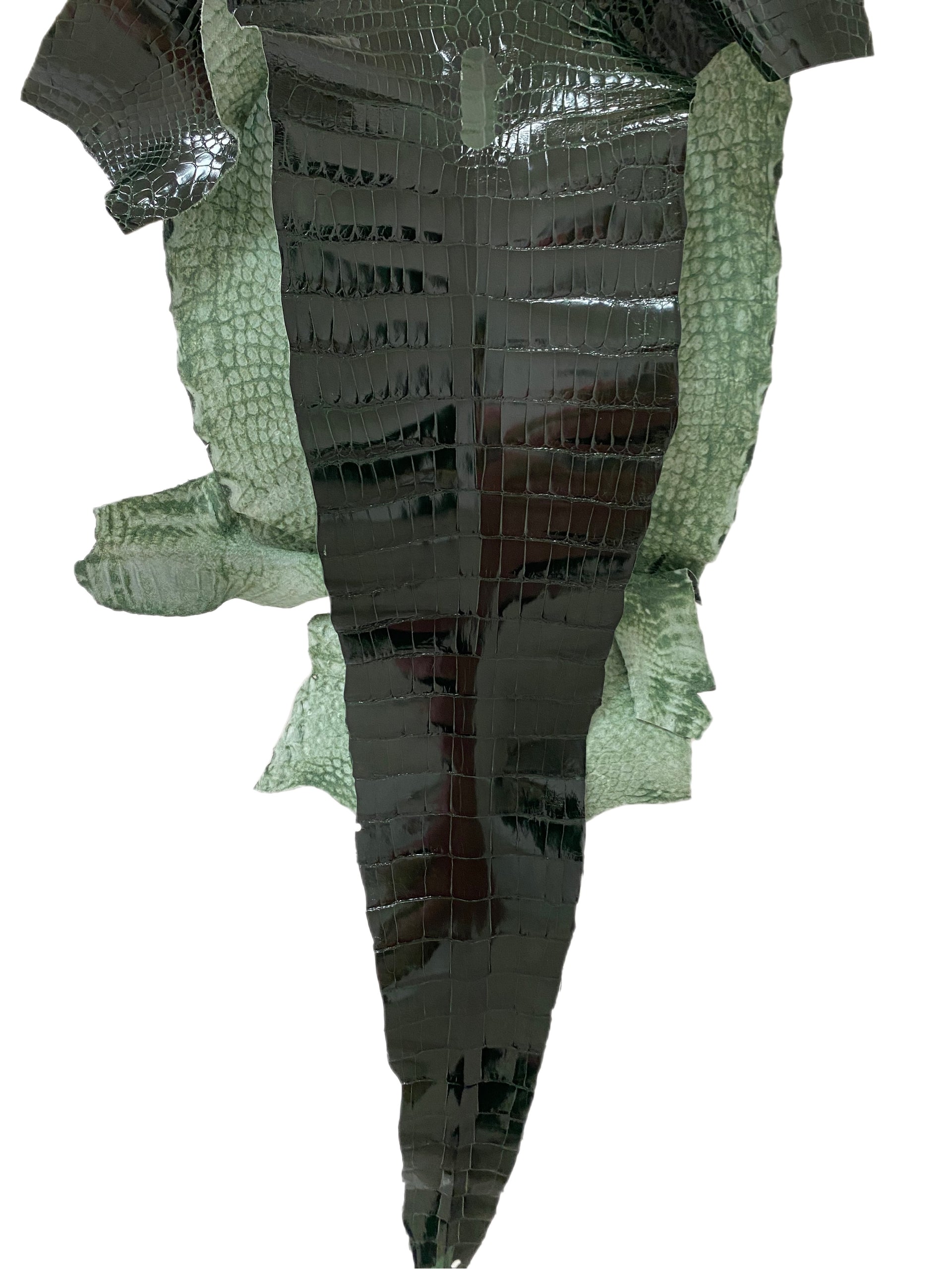 37 cm Grade 1/2 Forest Green Glazed Wild American Alligator Leather - Tag: LA15-0051836