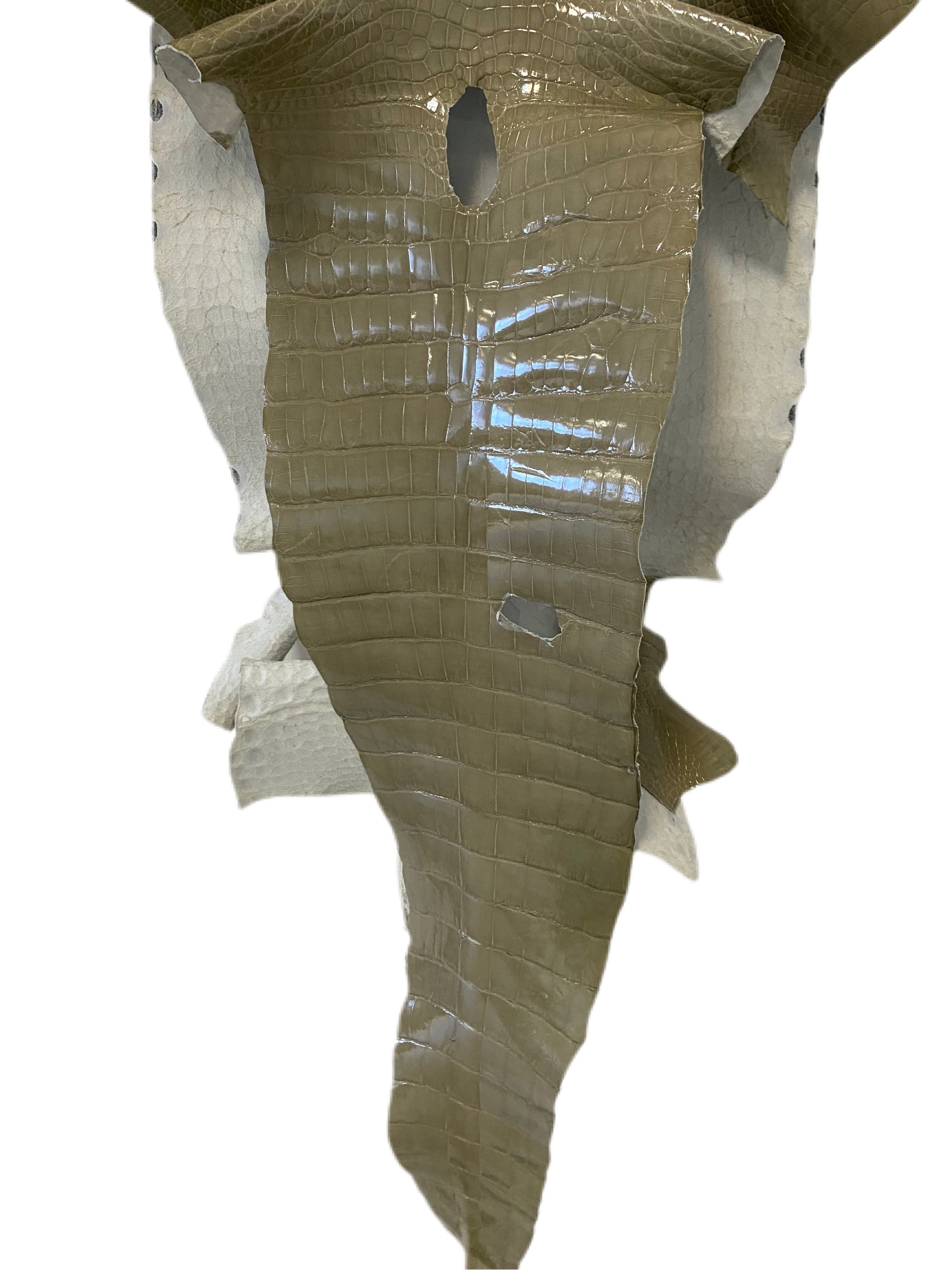45 cm Grade 2/3 Stone Glazed Wild American Alligator Leather - Tag:LA14-0014610